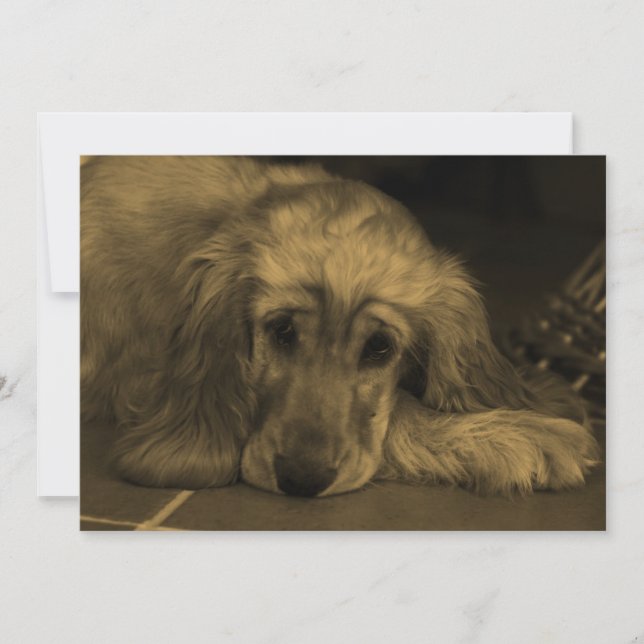 Sweet Dog - Golden Retriever in Sepia Tones Invitation (Front)