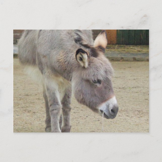 Sweet Donkey, Animal Grey, Horse Family Postcard (Front)