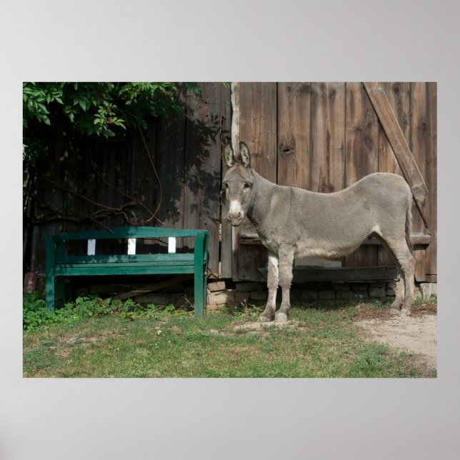 Sweet Donkey In The Garden Poster (Front)