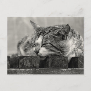 Sweet Dream Postcard