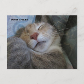 sweet dreams cat taking her nap postcard