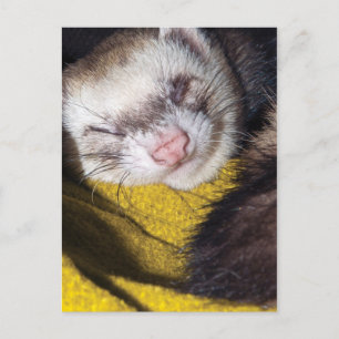Sweet Dreams Postcard