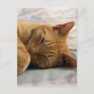 Sweet Dreams Postcard