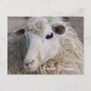 Sweet Dreams Postcard