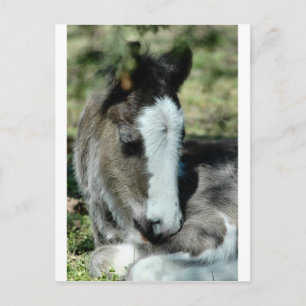 Sweet Dreams Postcard