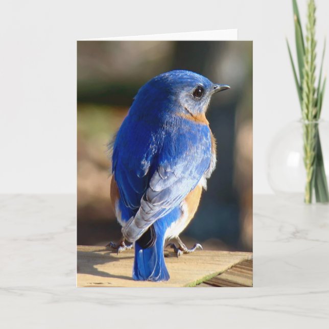 Sweet Eastern Bluebird Holiday Card (Front)