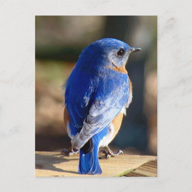 Sweet Eastern Bluebird Postcard (Front)