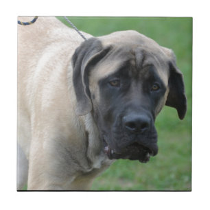 Sweet English Mastiff Tile