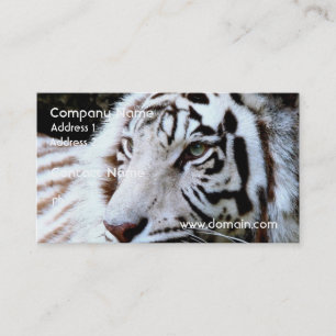 Sweet Faced White Tiger Business Card