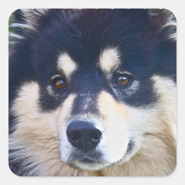 Sweet Finnish Lapphund Stickers (Front)