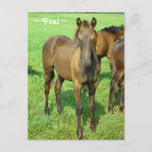 Sweet Foal Postcard