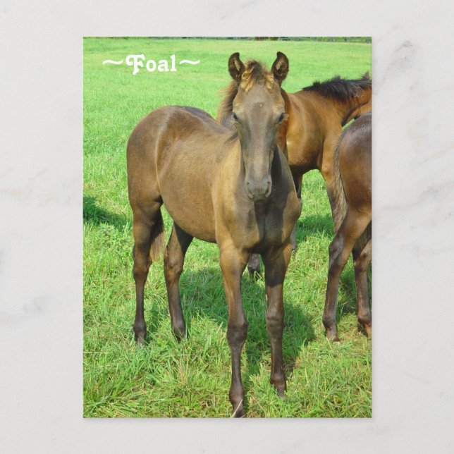 Sweet Foal Postcard (Front)