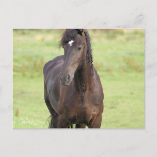 Sweet Friesian Horse Postcard