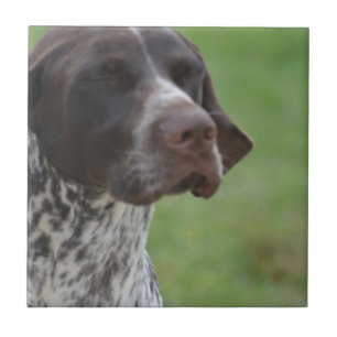 Sweet German Shorthaired Pointer Tile