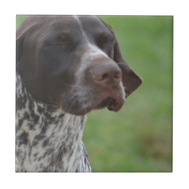 Sweet German Shorthaired Pointer Tile (Front)
