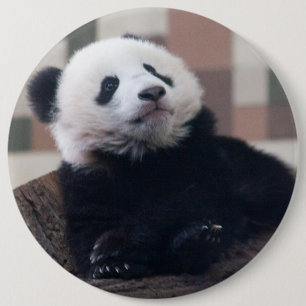 Sweet Giant Panda Baby 6 Cm Round Badge