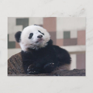Sweet Giant Panda Baby Postcard