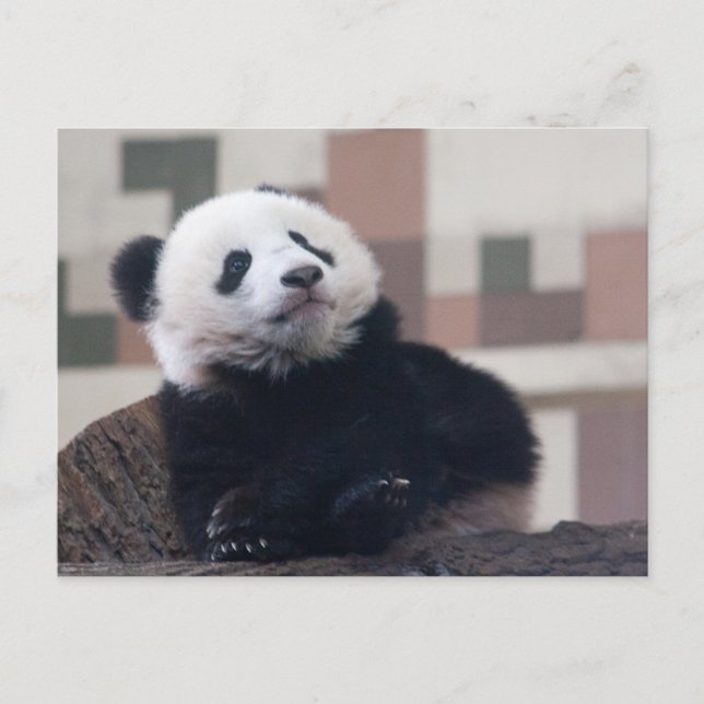 Sweet Giant Panda Baby Postcard (Front)