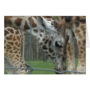 Sweet Giraffe