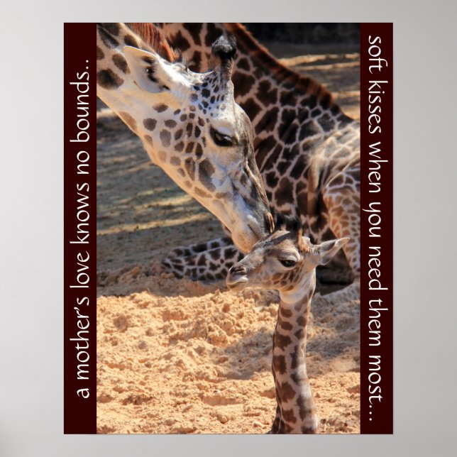 Sweet giraffes; a mother's love knows no bounds... poster (Front)