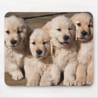 Sweet Golden Retriever Puppies Mouse Mat