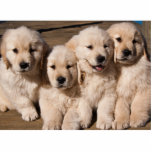 Sweet Golden Retriever Puppies Photo Sculpture Magnet<br><div class="desc">A photograph of four cute Golden Retriever puppies sitting cheek-to-cheek looking playful and happy.</div>
