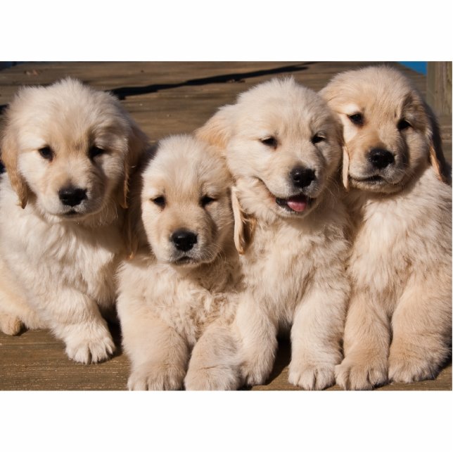 Sweet Golden Retriever Puppies Photo Sculpture Magnet (Front)