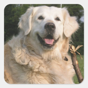 Sweet Golden Retriever Stickers