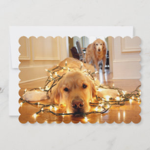 Sweet Golden Retriever tangled up