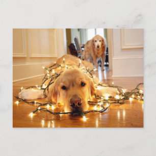 Sweet Golden Retriever tangled up Postcard