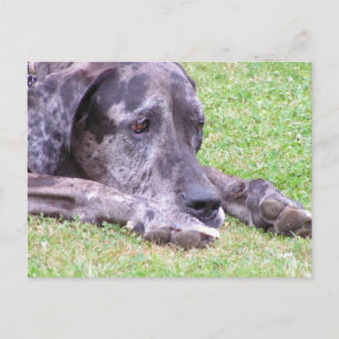 Sweet Great Dane  Postcard
