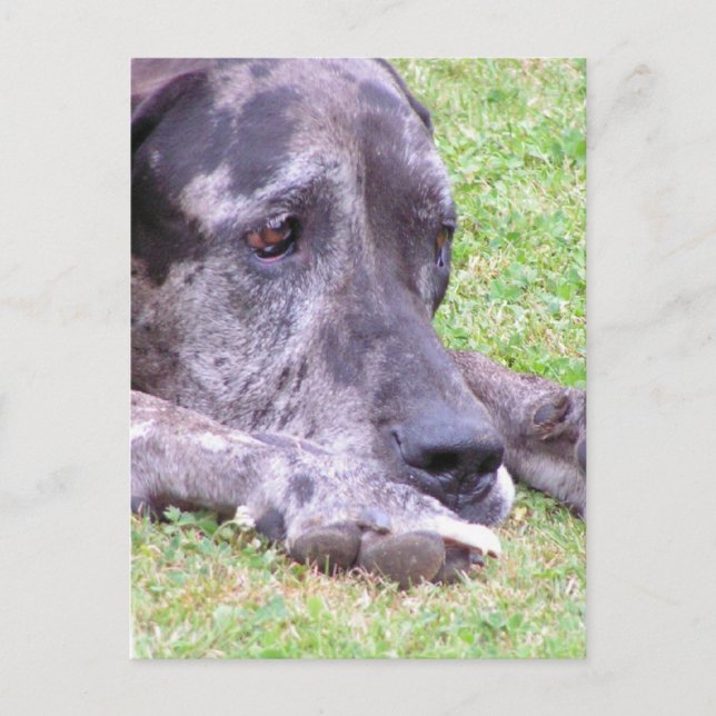 Sweet Great Dane  Postcard (Front)