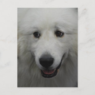 Sweet Great Pyrenees  Postcard