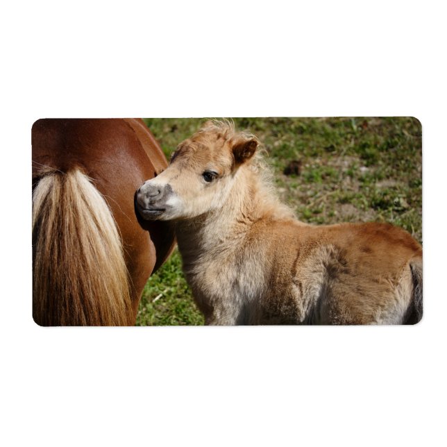 Sweet Haflinger Foal (Front)