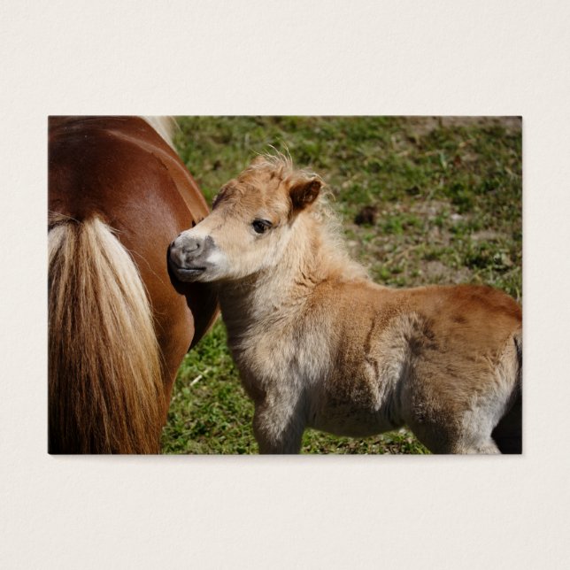 Sweet Haflinger Foal (Front)