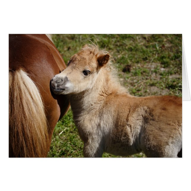 Sweet Haflinger Foal (Front Horizontal)