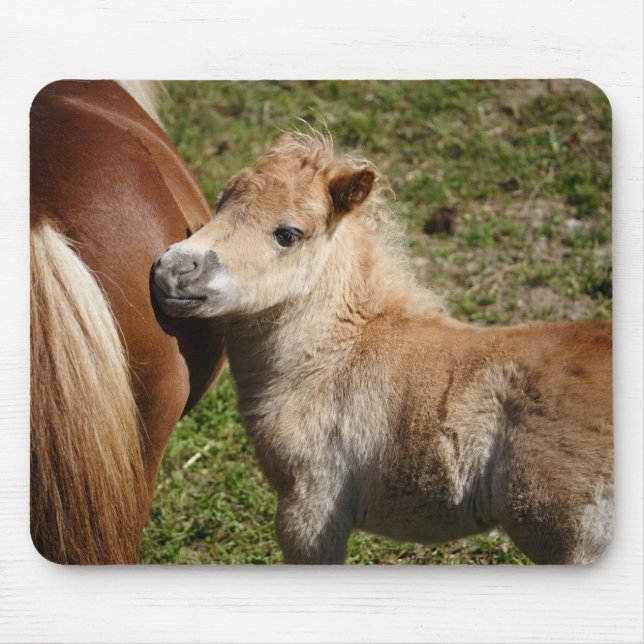 Sweet Haflinger Foal Mouse Mat (Front)