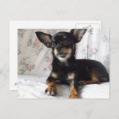 Sweet heart chihuahua Postcard (Front/Back)