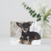 Sweet heart chihuahua Postcard (Standing Front)