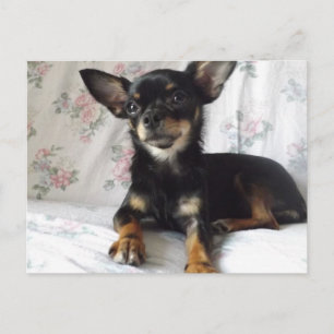 Sweet heart chihuahua Postcard