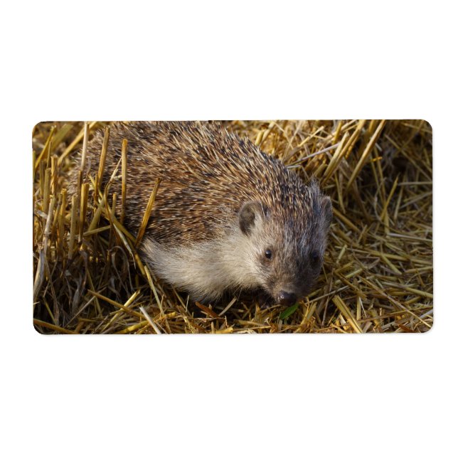 Sweet Hedgehog In Stubble Field (Front)