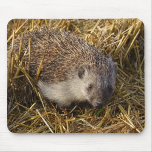 Sweet Hedgehog In Stubble Field Mouse Mat