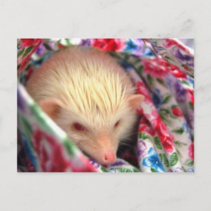 sweet hedgehog postcard