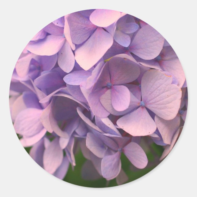 Sweet Hydrangea Flower Classic Round Sticker (Front)