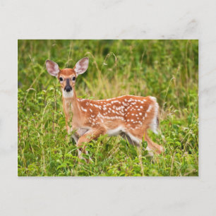 Sweet Innocence Postcard