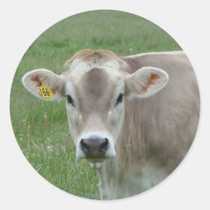 Sweet Jersey Cow Classic Round Sticker