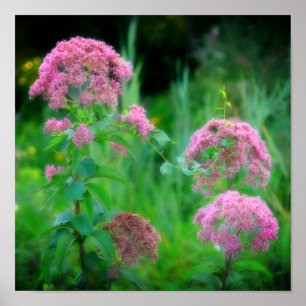 Sweet Joe Pye Weed Wildflower  Poster