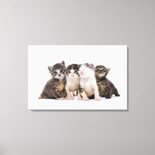Sweet Kittens Canvas Print