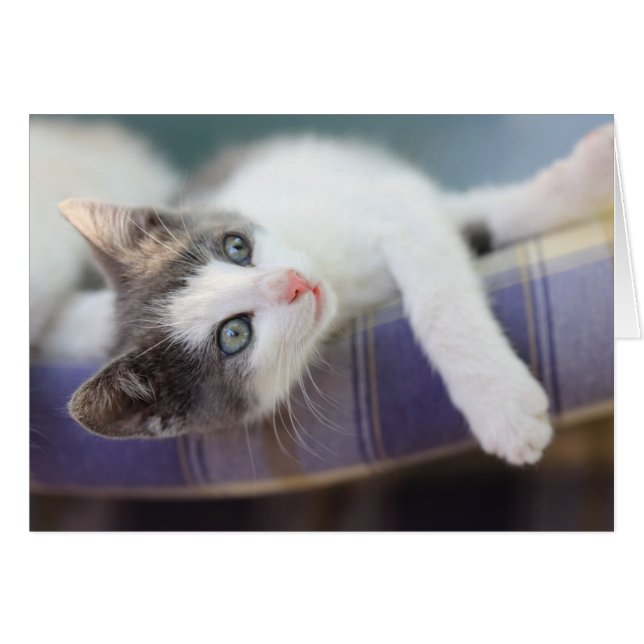 Sweet Kitty In Plaid Bed (Front Horizontal)