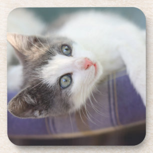Sweet Kitty In Plaid Bed Coaster
